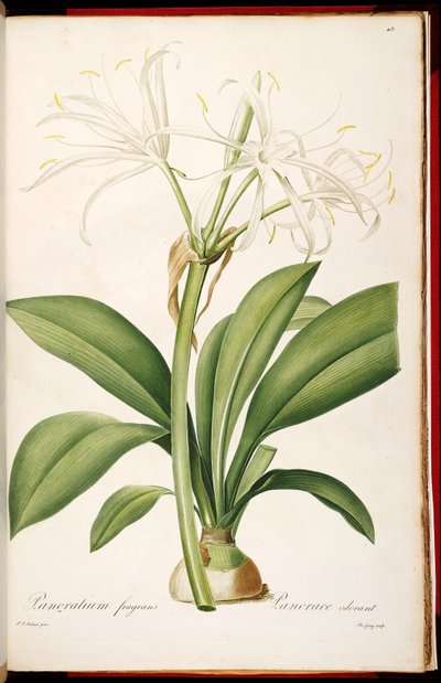 Hymenocallis Fragrans by Pierre Joseph Redouté